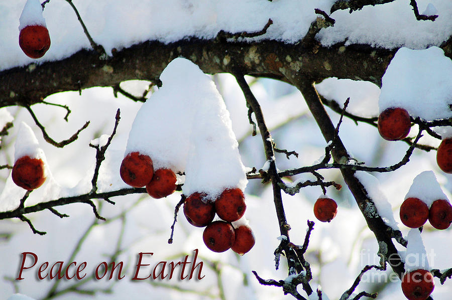 Winter Apples Peace on Earth Photograph by Diane E Berry