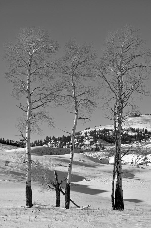 Yellowstone National Park Photograph - Winter Aspen in Black and White by Bruce Gourley