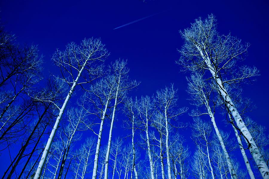 Winter Aspen Trees Photograph by Michael Brungardt