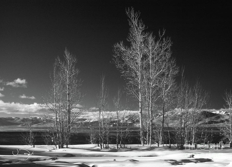 Winter Photograph - Winter Aspen Trees by Vance Fox