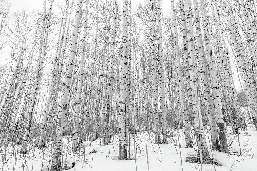 Winter Aspens Photograph by Eric Glaser