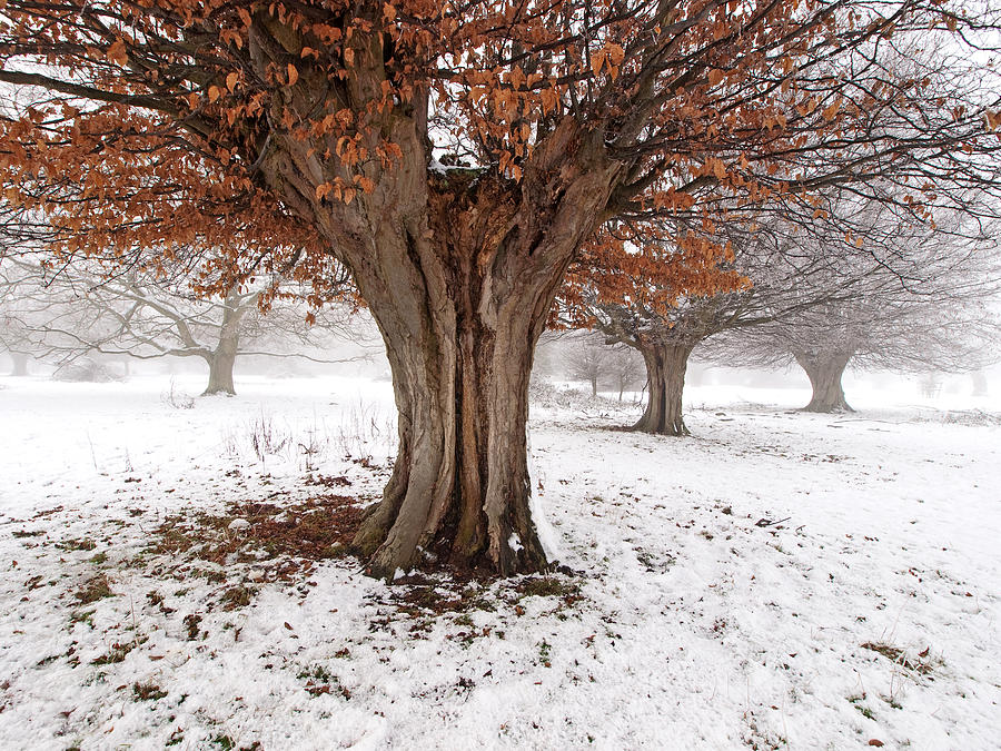 Winter Photograph - Winter at Hatfield Forest by John Perriment