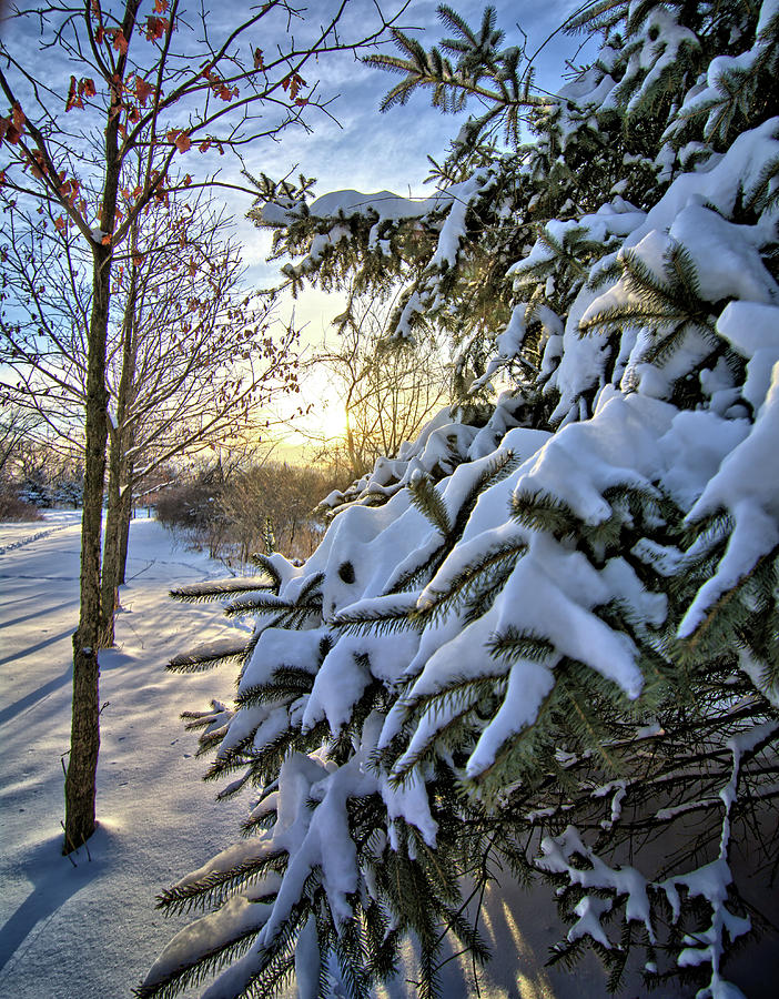 Winter At Maynes Grove 3 Photograph by Bonfire Photography