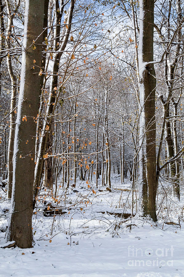 Winter At Waverly Woods Photograph