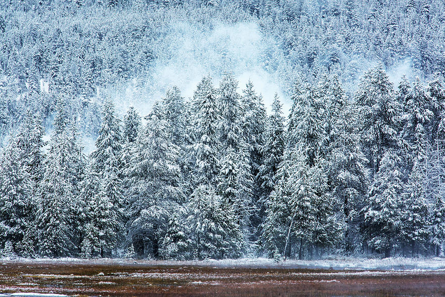 Winter at Yellowstone - 2 Photograph by Alex Mironyuk
