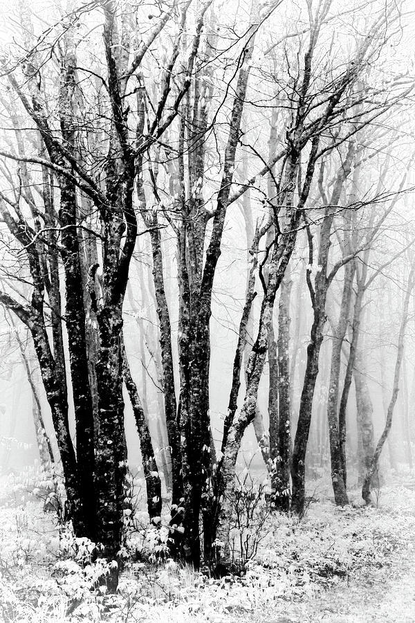 Winter Bare Trees in a Spring Fog BW Photograph by Dan Carmichael