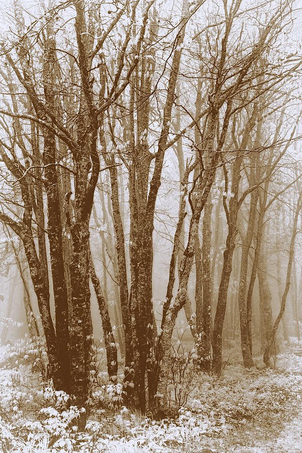 Winter Bare Trees in a Spring Fog SE Photograph by Dan Carmichael