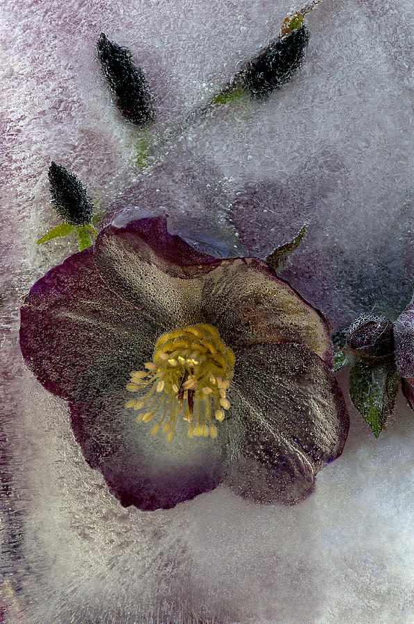Nature Photograph - Winter Beauty by Carmen Moise