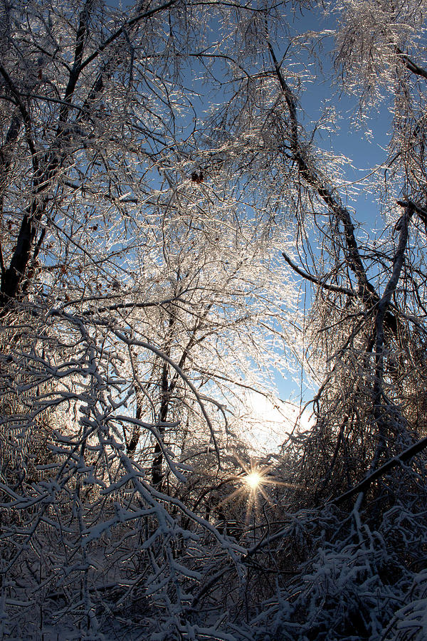 Tree Photograph - Winter Beauty by Joann Copeland-Paul