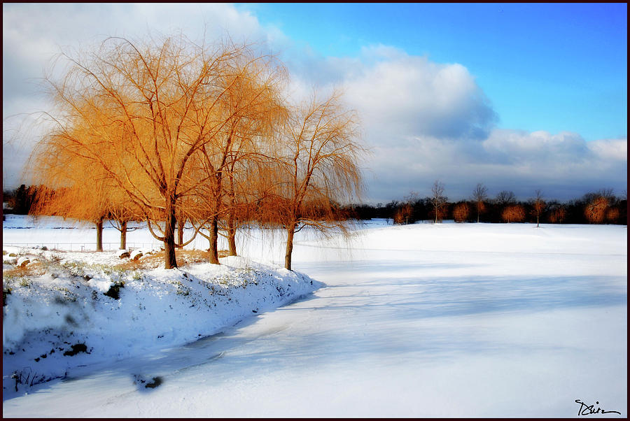 Winter Beauty Photograph by Peggy Dietz