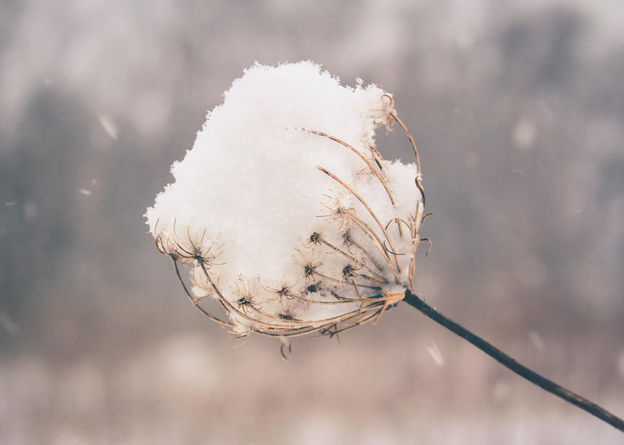 Winter Beauty Photograph by Viviana  Nadowski