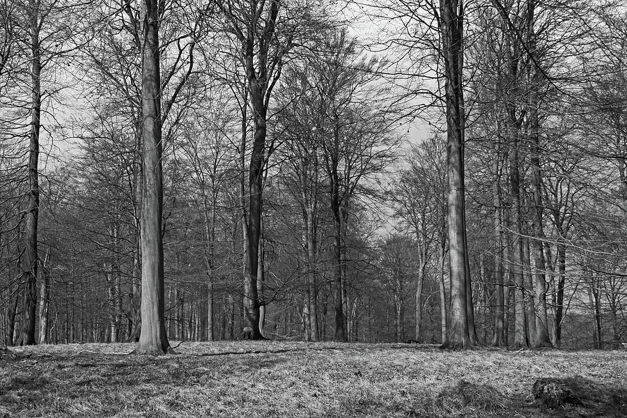 Winter Beech forest Photograph by Inge Riis McDonald