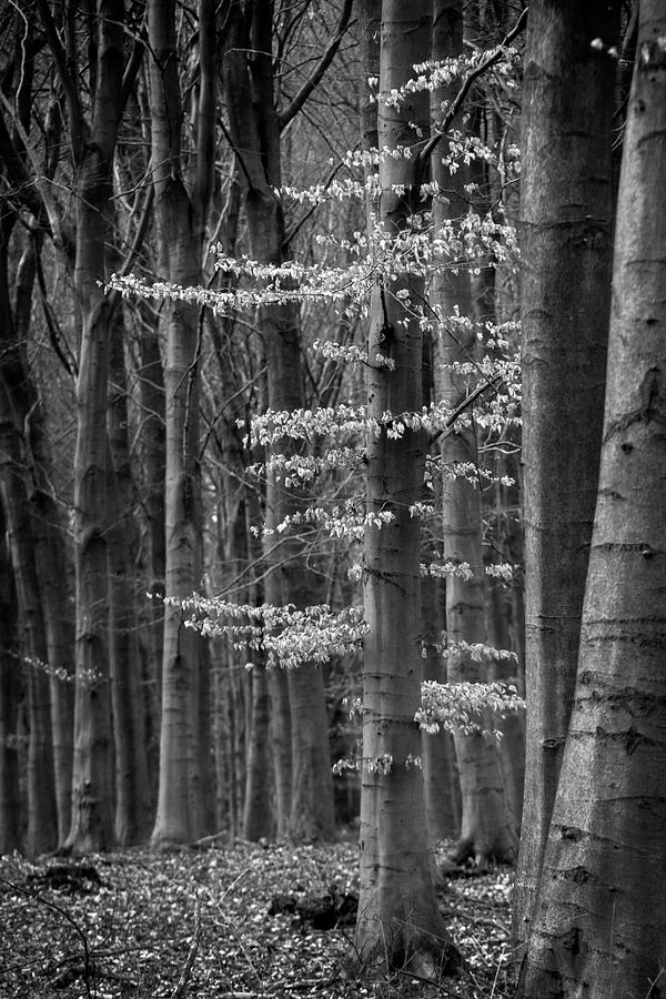 Tree Photograph - Winter Beech by Inge Riis McDonald