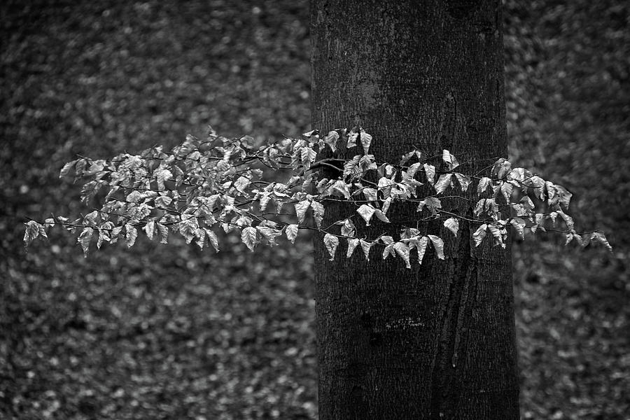 Winter Beech Leaves Photograph by Inge Riis McDonald