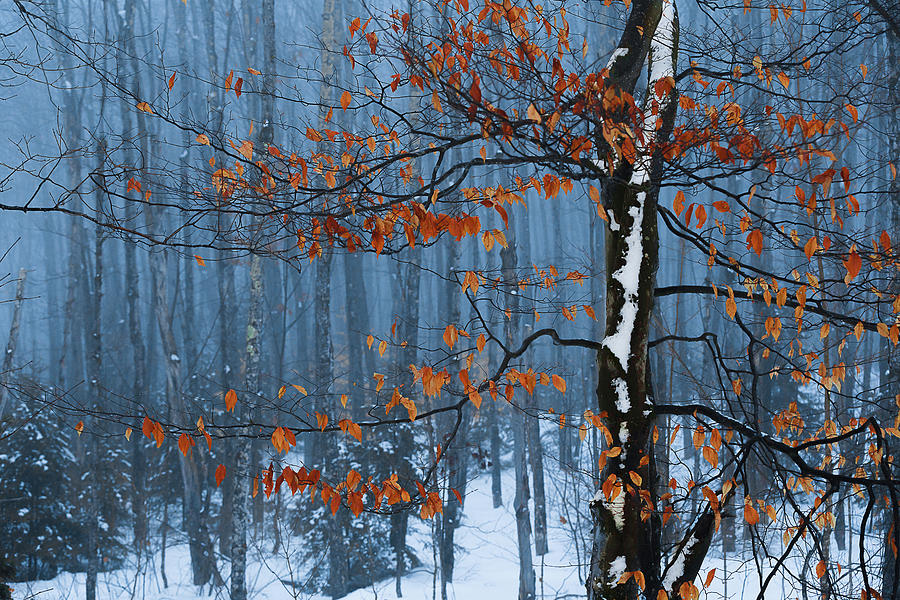 Winter Beech Photograph by Tim Kirchoff