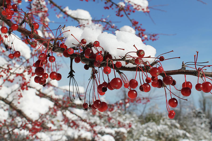Winter Berries 6 Photograph by Brad Brailsford
