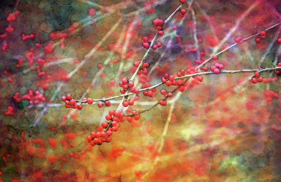 Winter Berries 7950 Idp_2 Photograph