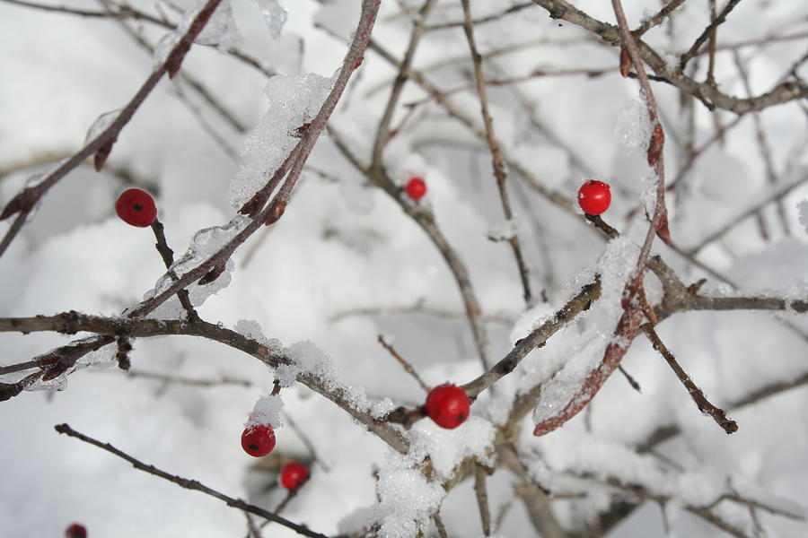 Winter Berries Photograph by Aggy Duveen