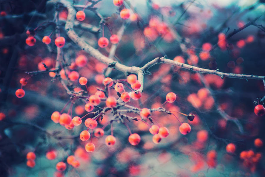 Winter Berries Photograph by Angela King-Jones - Fine Art America