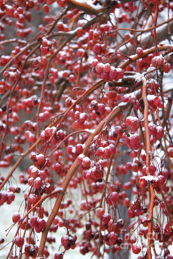 Winter Berries Photograph by Carol Groenen