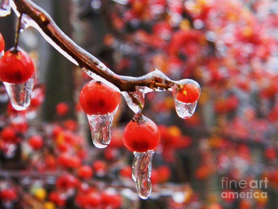 Winter Photograph - Winter Berries by Emily Michaud
