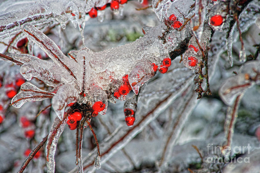 Winter Berries in Ice Photograph by Randy Harris