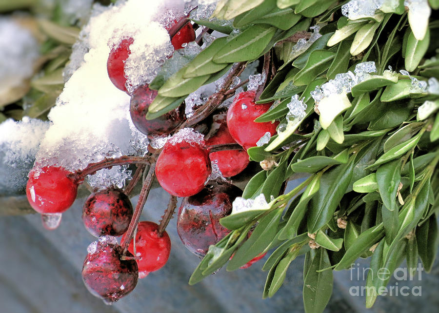 Winter Photograph - Winter Berries by Janice Drew