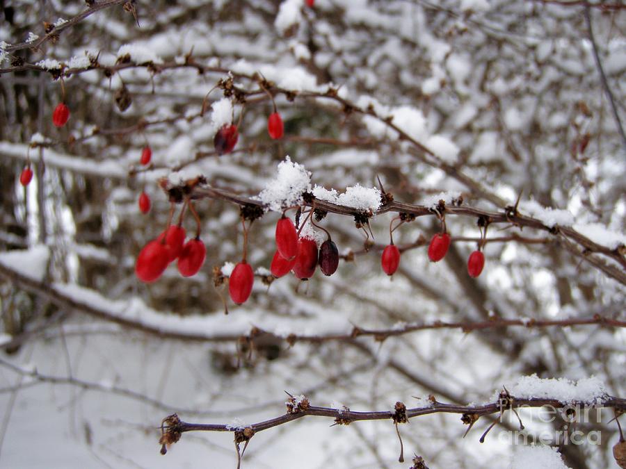 Winter Berries Photograph by Kristine Nora