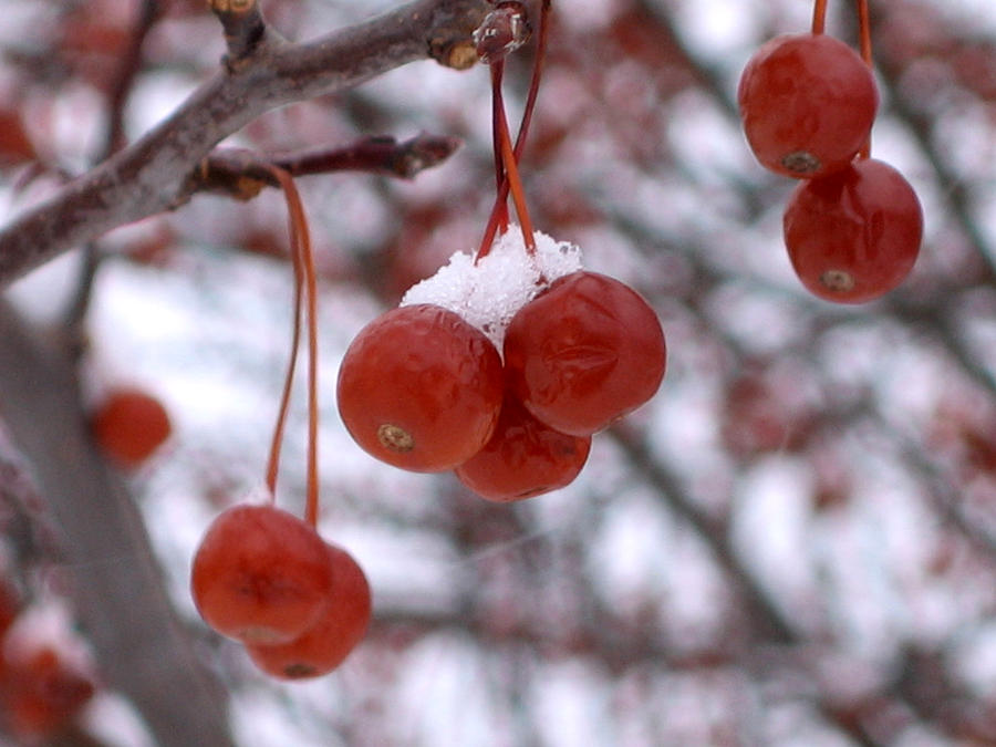 Winter Berries Photograph by Laura Kinker