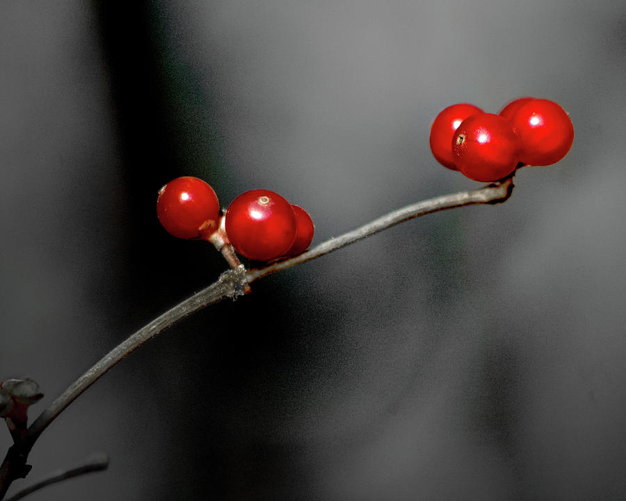 Winter Berries Photograph by Michael Arend
