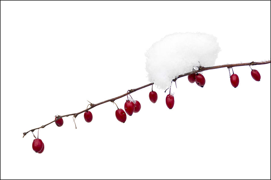 Winter Photograph - Winter Berries by Michael Bufis