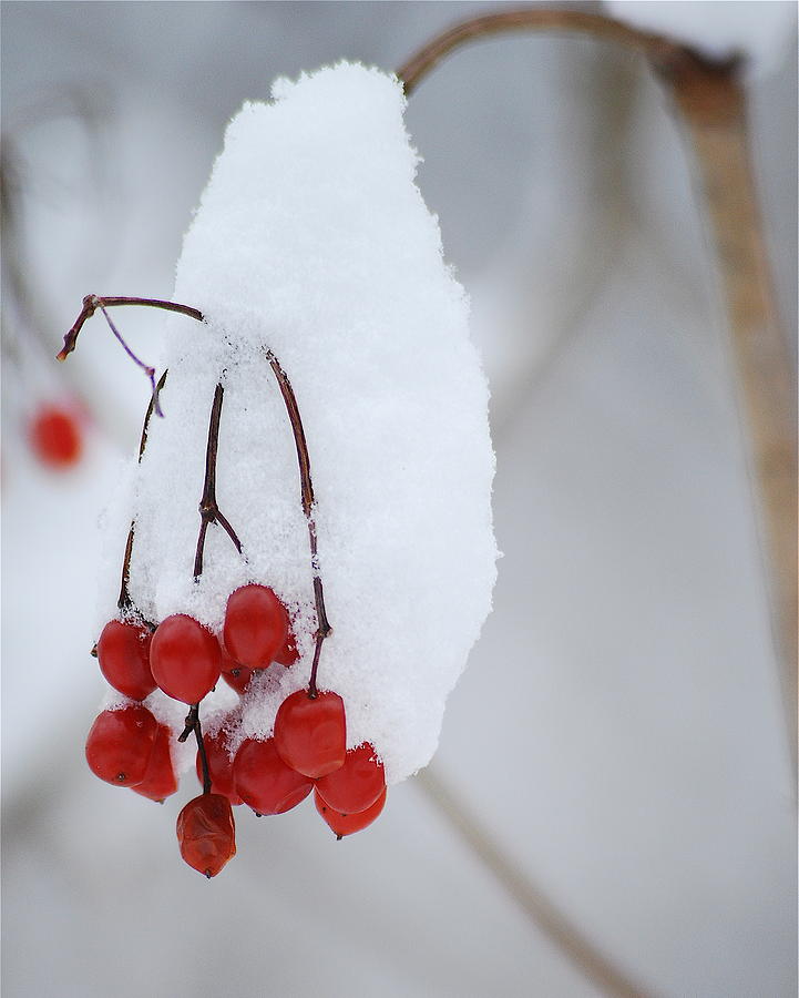 Winter Berries Photograph by Michael Peychich