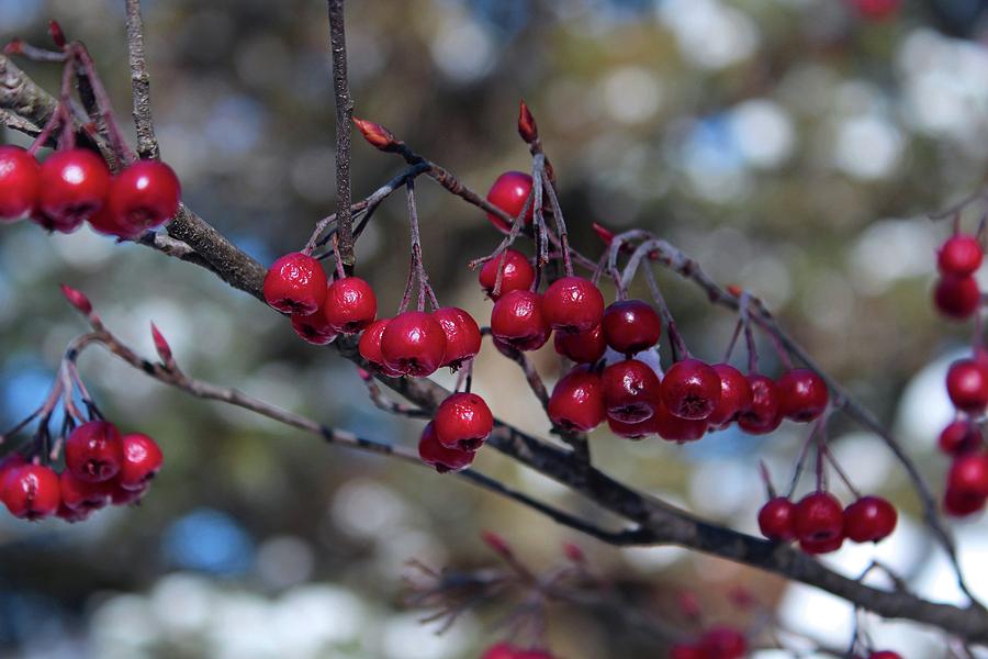 Winter Berries Photograph by Michiale Schneider
