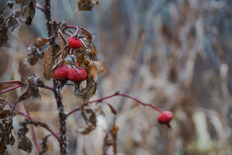 Winter Berries No.2 Photograph by Desmond Raymond