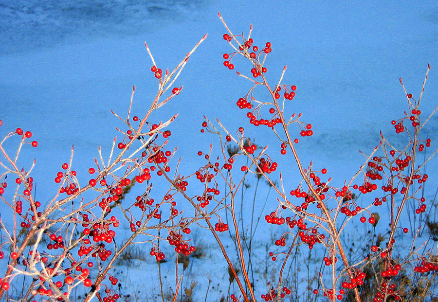 Winter Berries Photograph by Rein Nomm