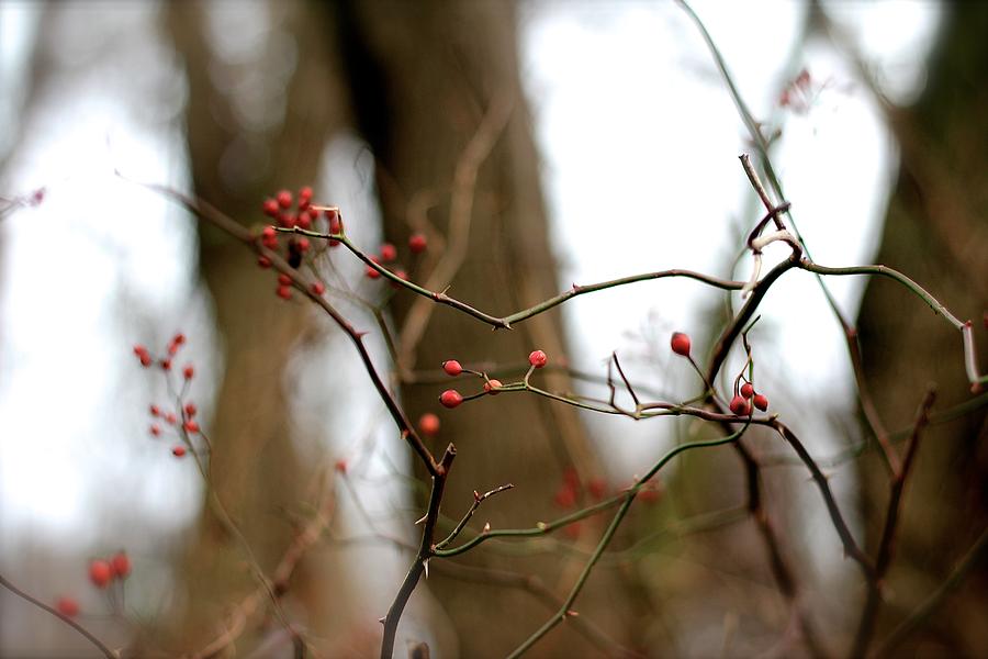 Winter Berries Photograph by Tracy Male