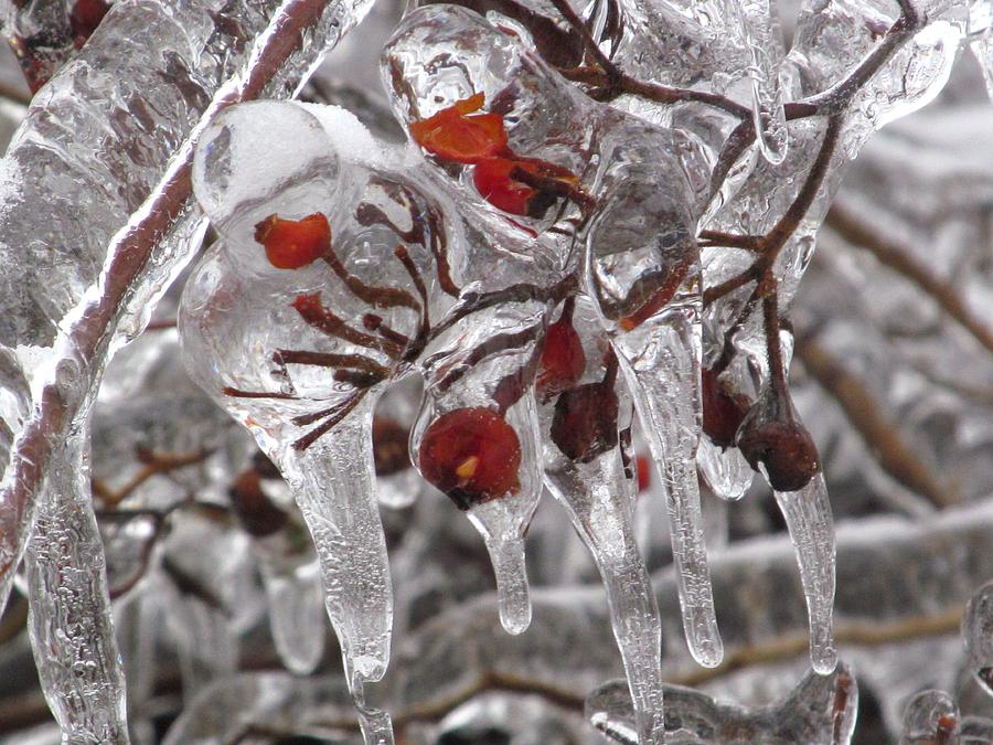 Winter Photograph - Winter Berries With Ice by Alfred Ng