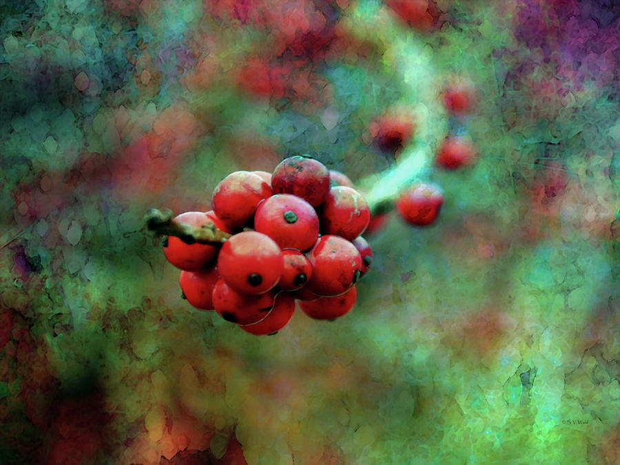Winter Berry Cluster 7935 IDP_2 Photograph by Steven Ward