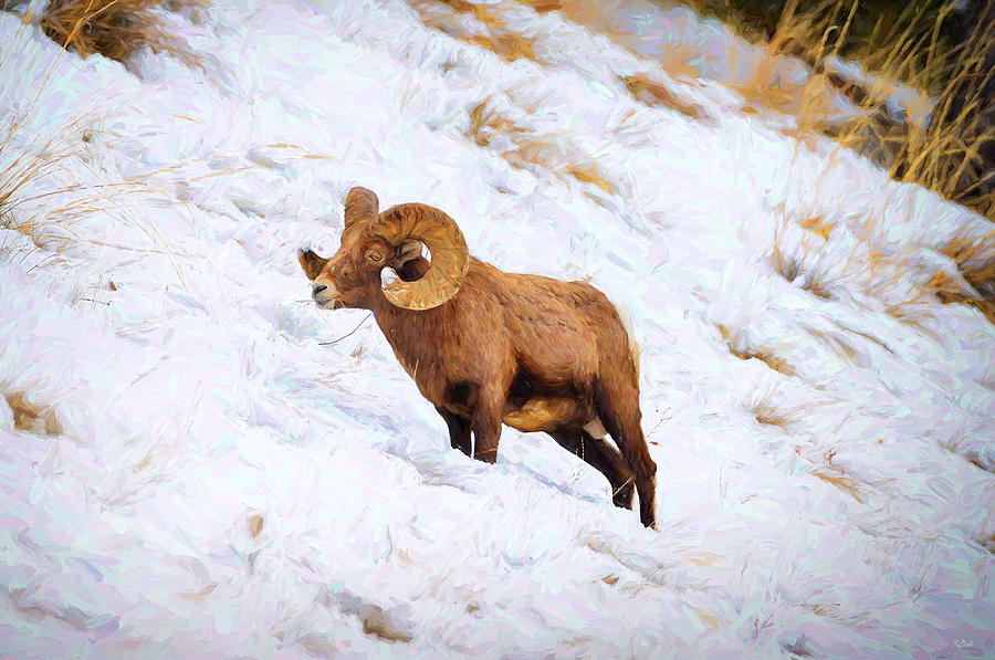 Winter Bighorn Sheep Photograph by Greg Norrell