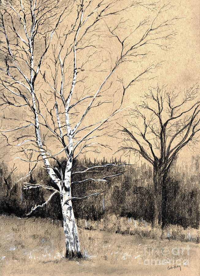 Tree Drawing - Winter Birch by Callan Art