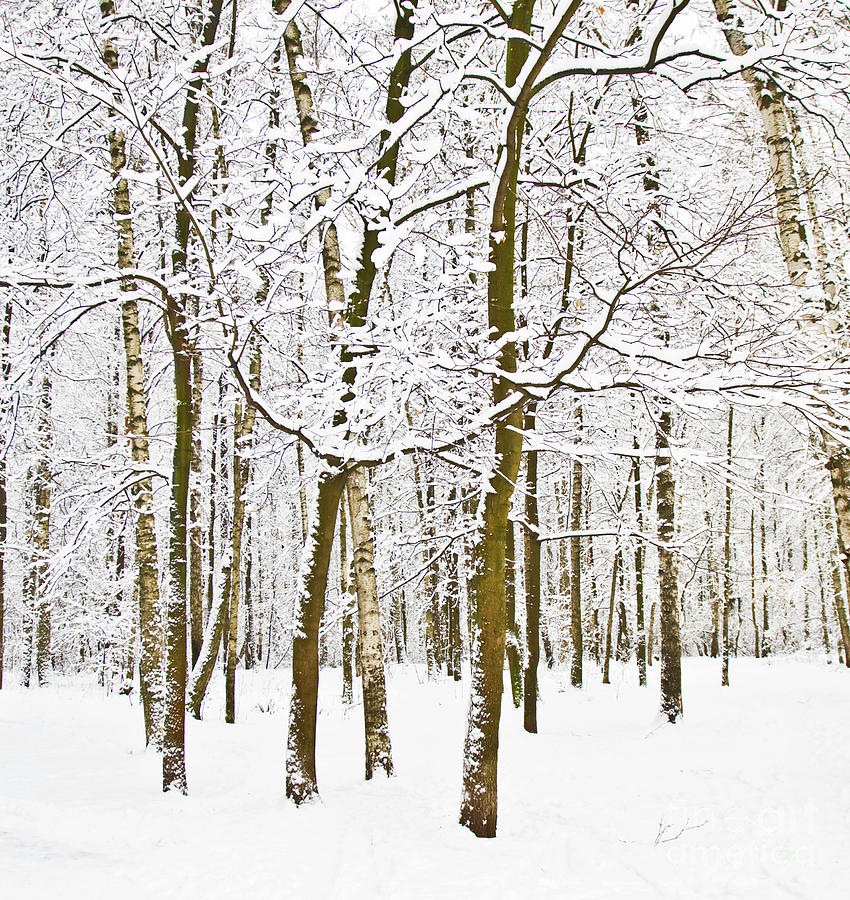 Winter birch forest Photograph by Irina Afonskaya