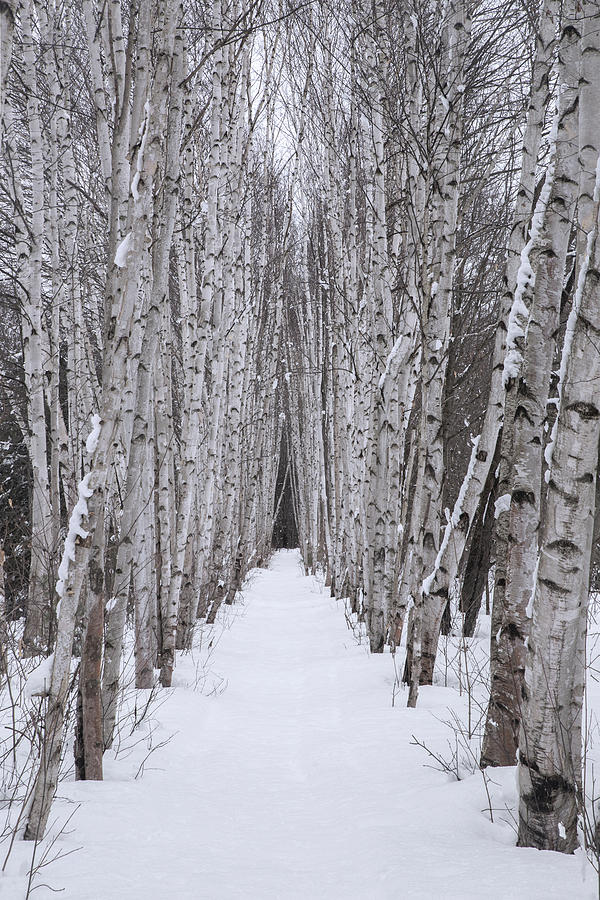 Winter Birch Path Photograph by Chris Whiton