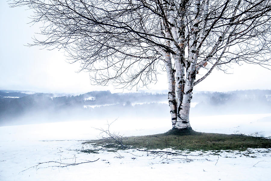 Winter Birch Photograph by Tim Kirchoff