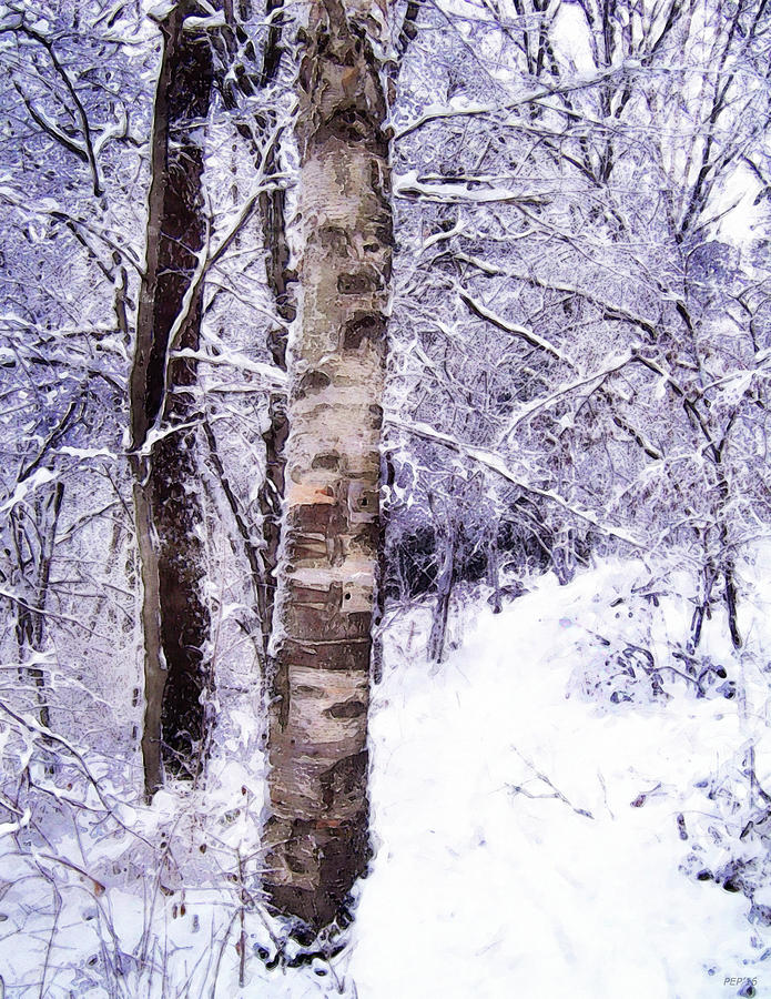 Winter Birch Tree Photograph by Phil Perkins