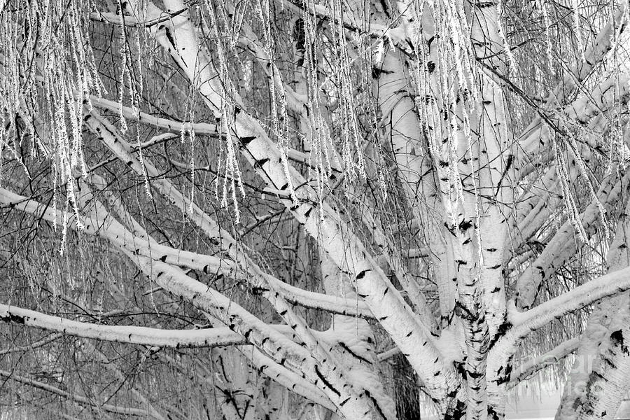 Icy Winter Birch Tree  Photograph by Carol Groenen