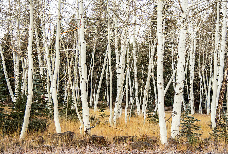 Winter Birches Photograph by Gordon Ripley