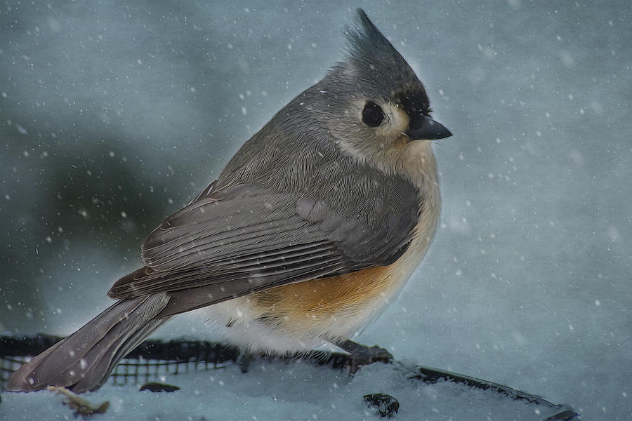 Winter Bird 1156 Photograph by Cathy Kovarik