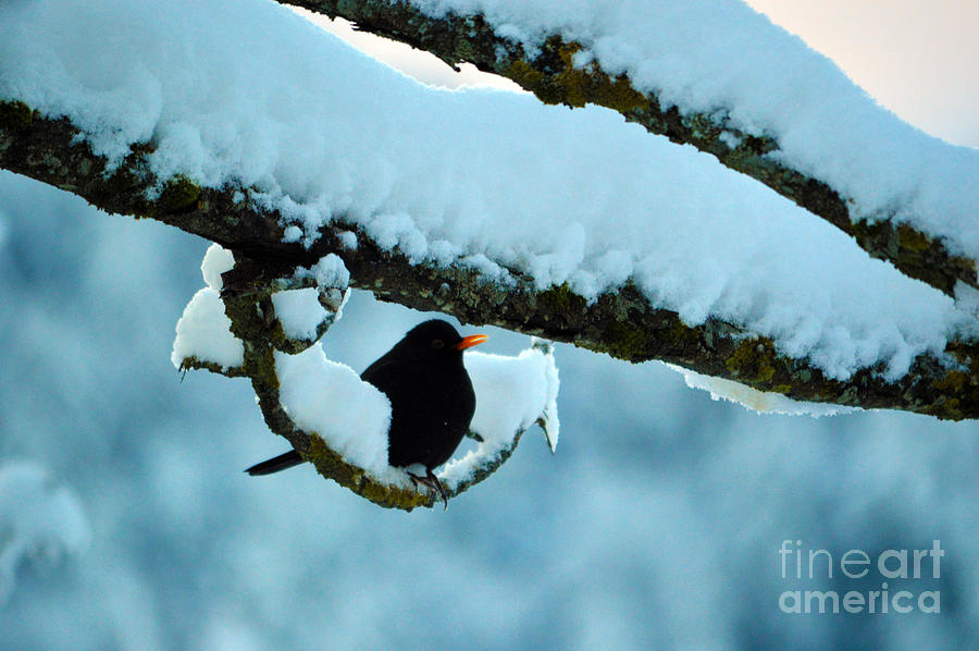 Winter Bird in Snow - Winter in Switzerland Photograph by Susanne Van Hulst