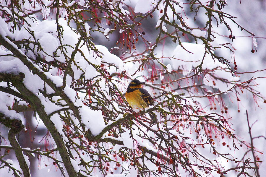 Winter bird Photograph by Jean Evans