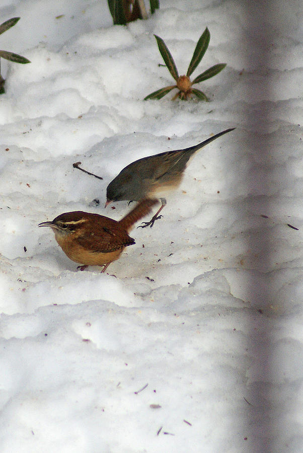 Winter Birds Photograph by Margie Avellino